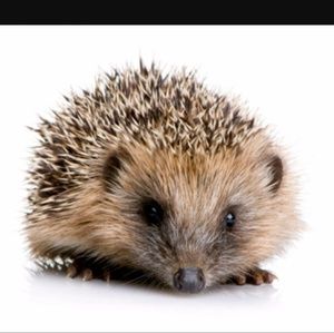 Meet your Posher, Sheri